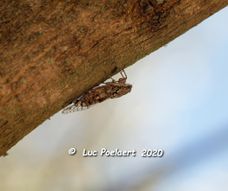 Costebelle Hyères  Cicade 3